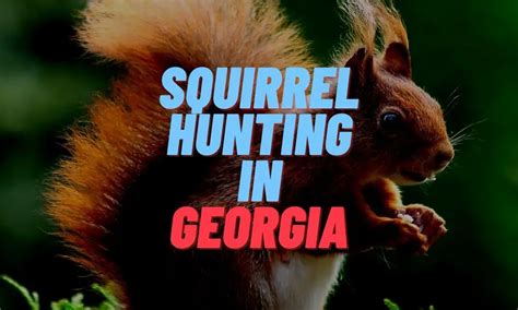 Squirrel season in ga. Things To Know About Squirrel season in ga. 